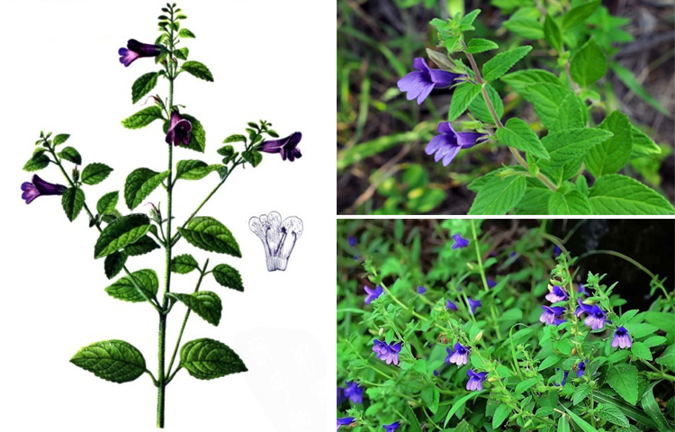 Nhân trần (Herba Adenosmatis caerulei)
